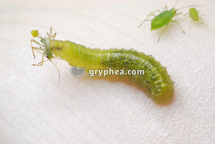 Syrphe - Prédation d'un puceron par une larve de Syrphe - gryphea.org